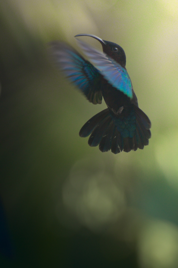 Colibri