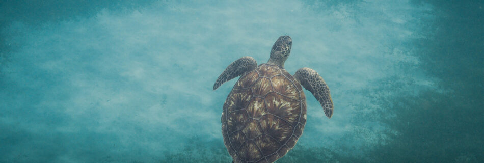 Tortue marine