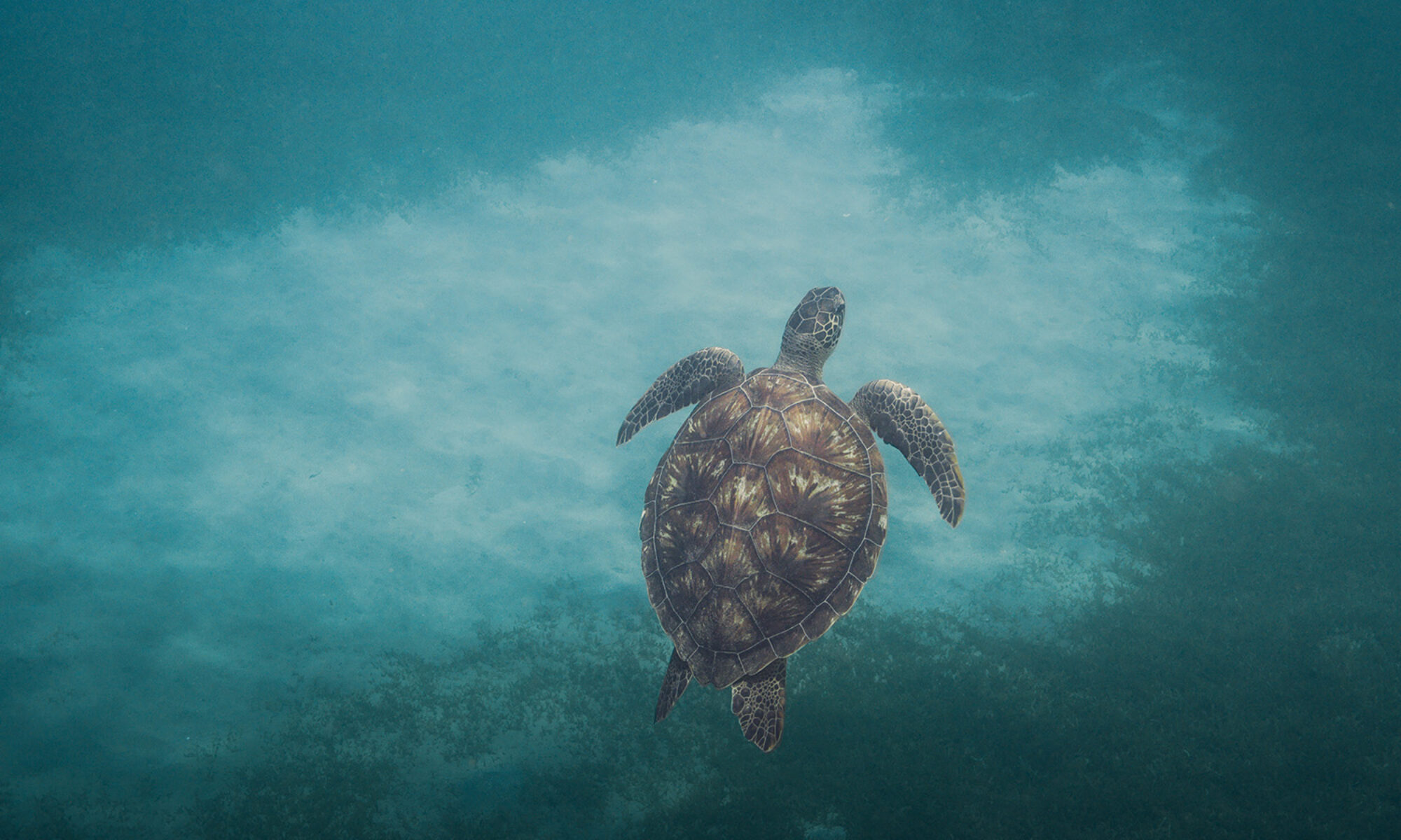 Tortue marine