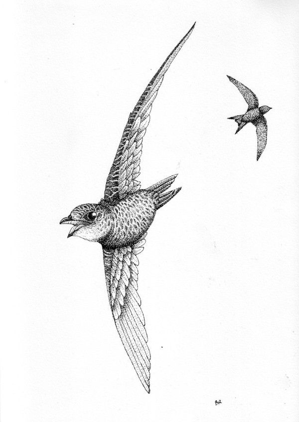 Martinet noir, oiseau
