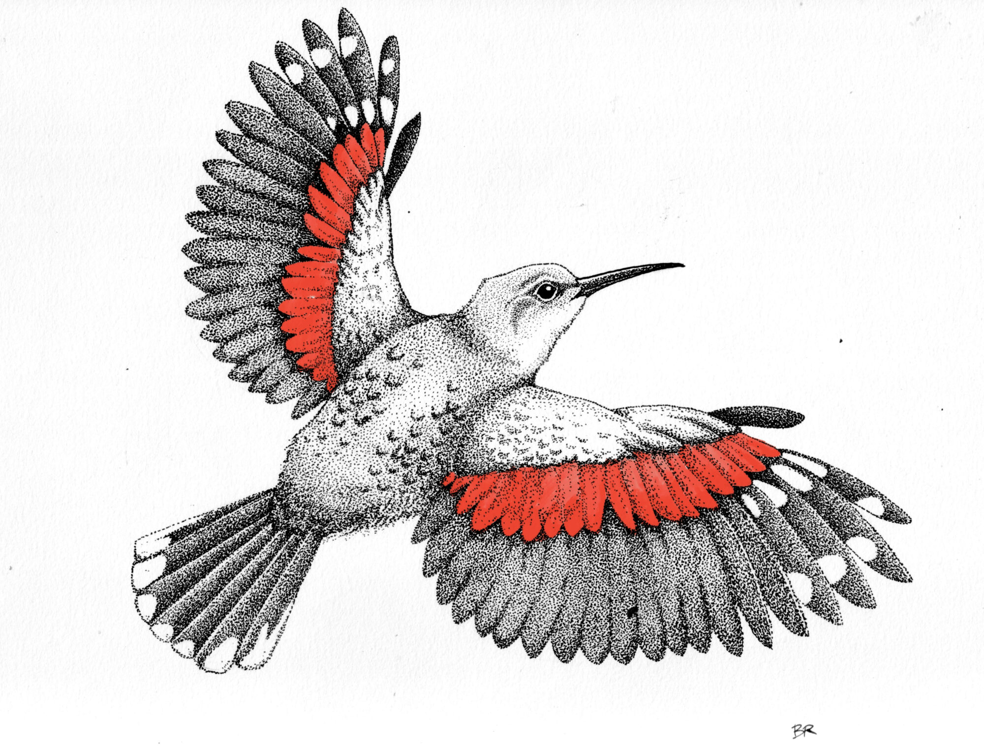 Tichodrome, oiseau gris et rouge de nos montagnes