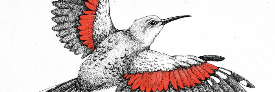 Tichodrome, oiseau gris et rouge de nos montagnes