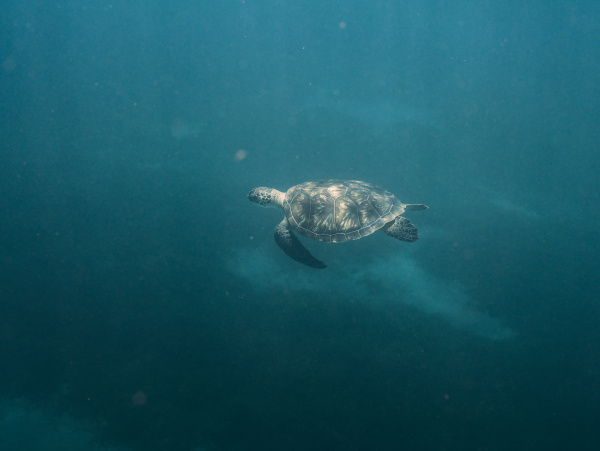 Tortue marine